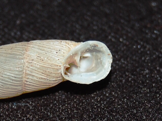Clausilidae sp. da identificare